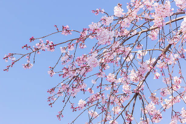 istock Beautiful pink cherry blossom in full bloom. 636676938