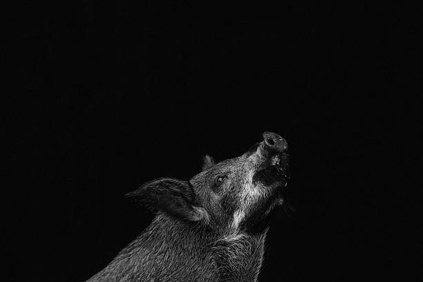 Black and white portrait of pig looking up
