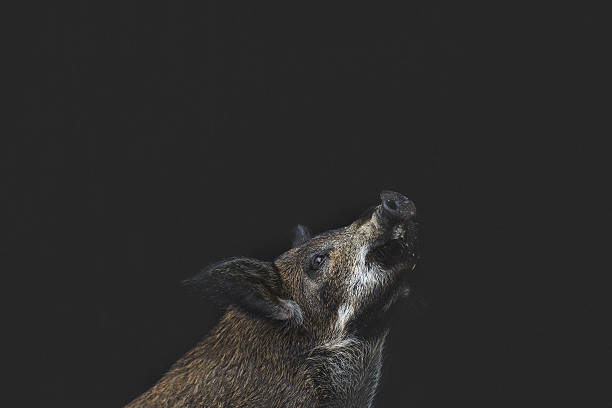 istock Portrait of a pig looking up 636677084