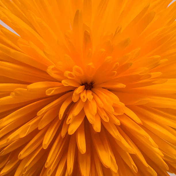 istock Beautiful orange chrysanthemum on white background. 636677128