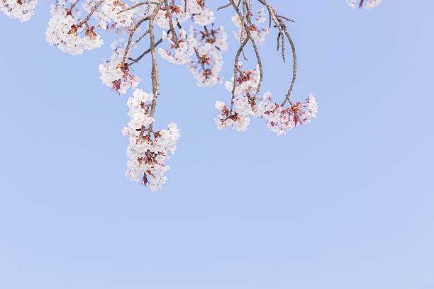 istock Beautiful pink cherry blossom in full bloom. 636677194