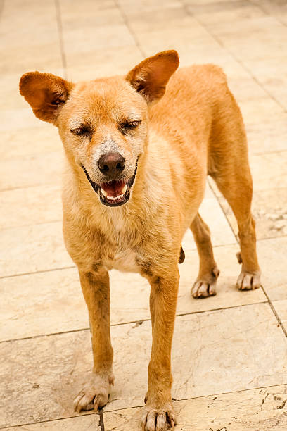 istock Brown and black homeless thai dog 636677754