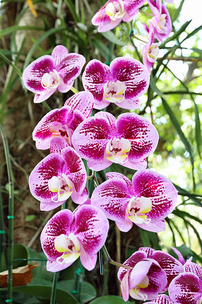 istock bunch of beautiful orchid 636678070