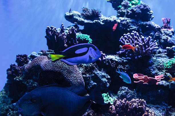 istock Palette tang fish, Paracanthurus hepatus 636678906