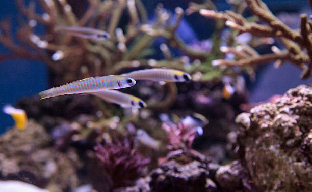istock Shotsilk goby Ptereleotris zebra darts 636679286