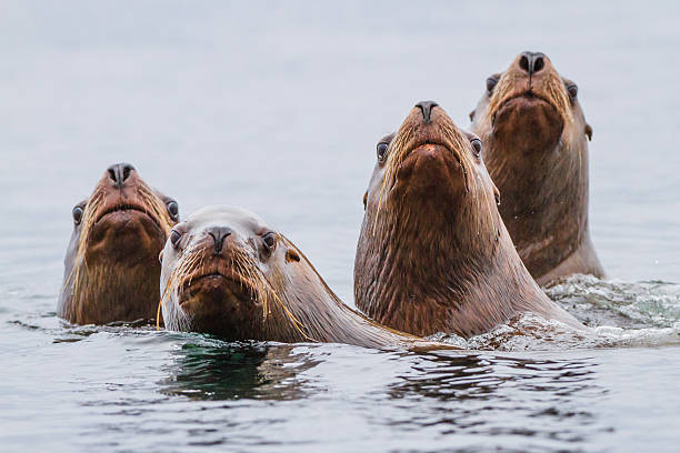 leoni marini che nuotano nell'oceano pacifico. - sea lion foto e immagini stock