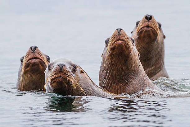 Sea lions swimming in pacific ocean. Curious sea lions poking head up from water. Hornby Island, BC, Canada. sea lion photos stock pictures, royalty-free photos & images