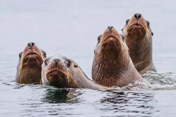 Curious sea lions poking head up from water. Hornby Island, BC, Canada.