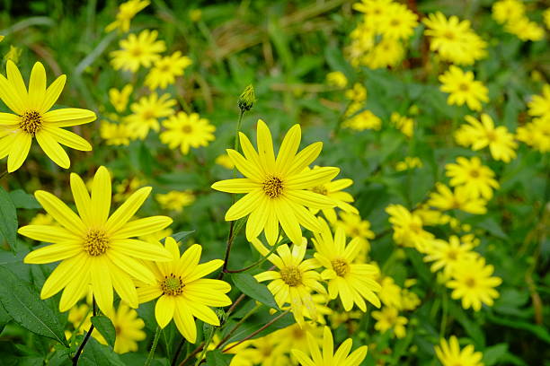 istock Flower of chrysanthemum. 636679480