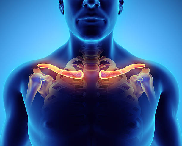 ilustración en 3d de la clavícula, concepto médico. - shoulder bone fotografías e imágenes de stock