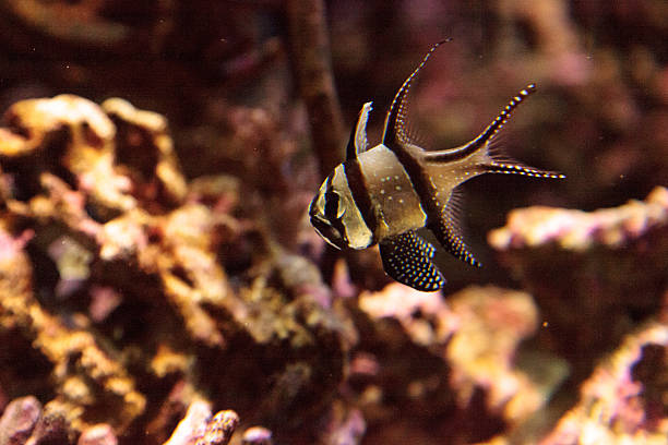 istock Proud Cardinalfish Pterapogon kauderni 636680008