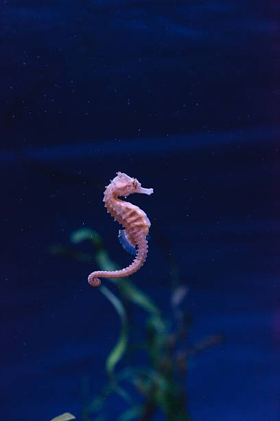 istock Spotted seahorse Hippocampus kuda 636680520