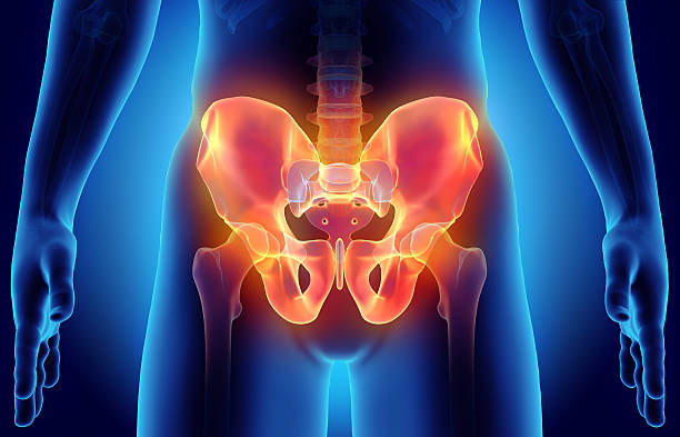 kerangka pinggul di latar belakang biru. - pelvis anggota tubuh potret stok, foto, & gambar bebas royalti