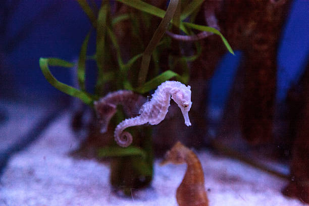 istock Spotted seahorse Hippocampus kuda 636680590