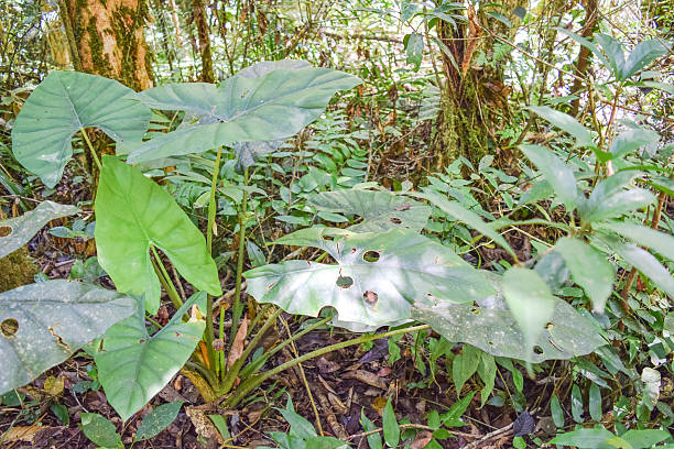 junge tropicale selvaggia dell'isola del borneo (foresta pluviale) - junge foto e immagini stock