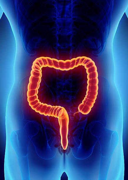 istock 3D illustration of Large Intestine. 636680652