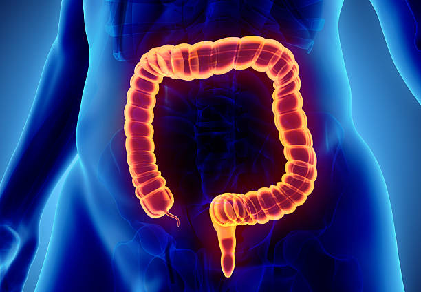 istock 3D illustration of Large Intestine. 636680676