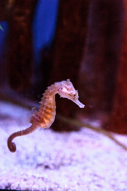 istock Spotted seahorse Hippocampus kuda 636680714