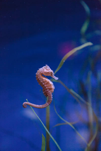 istock Spotted seahorse Hippocampus kuda 636680744
