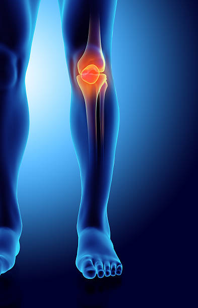 3dイラストレーションの膝蓋骨、医療コンセプトが光ります。 - cartilage patella human knee medical exam ストックフォトと画像