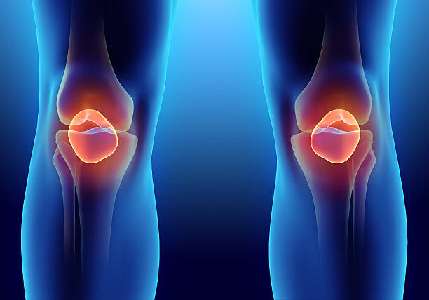 3d 일러스트레이션 of 무릎뼈, 의료 컨셉입니다. - cartilage patella human knee medical exam 뉴스 사진 이미지