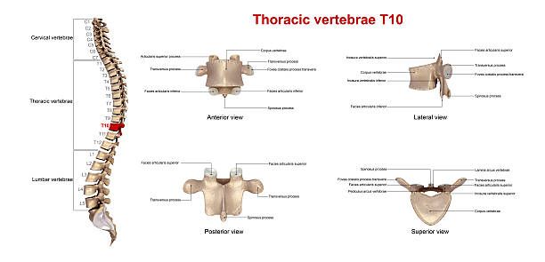 istock Thoracic vertebrae T10_With Lables 636681758