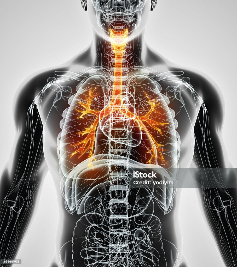 3D illustration of Larynx Trachea Bronchi. 3D illustration of Larynx Trachea Bronchi Part of Respiratory System. Anatomy Stock Photo