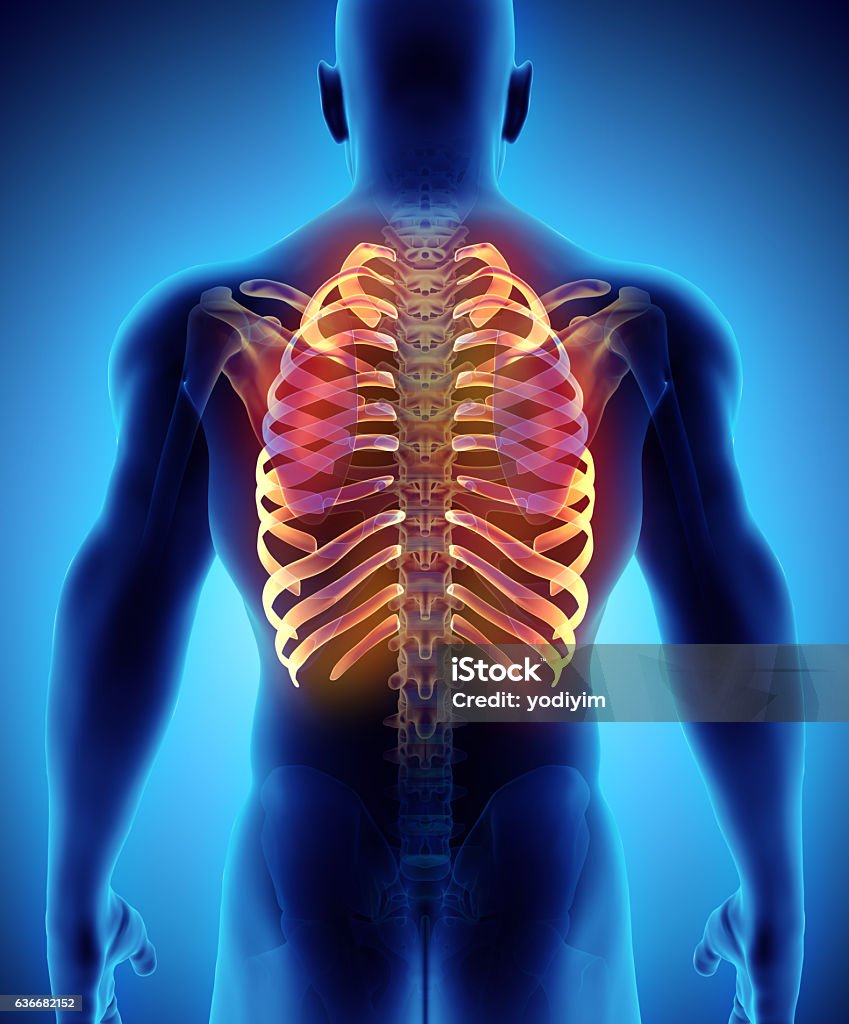 3D illustration of Ribs, medical concept. 3D illustration of Ribs - Part of Human Skeleton. Chest - Torso Stock Photo