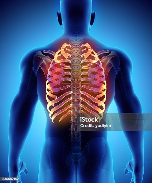 Foto de 3 D Ilustração De Costelas Conceito De Médico e mais fotos de stock de Peito - Peito, Anatomia, Articulação Humana - Termo anatômico