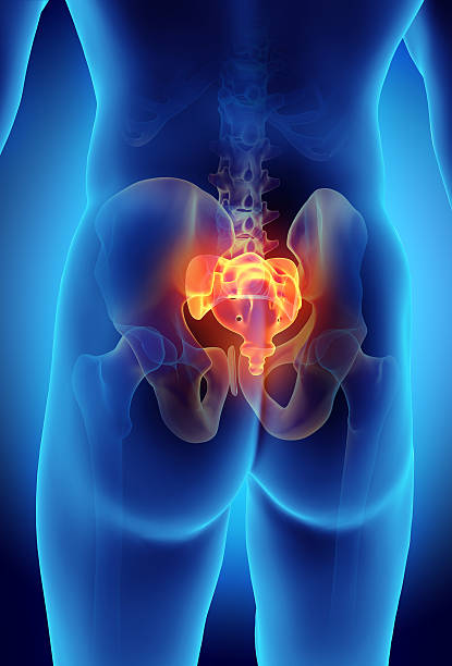 istock 3D illustration of Sacral Spine, medical concept. 636682220