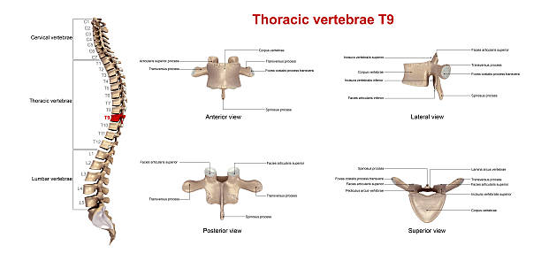 istock Thoracic vertebrae T9_With Lables 636682410