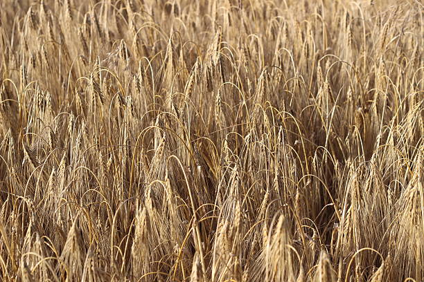 istock Texture of ripe yellow dry barley field 636683050