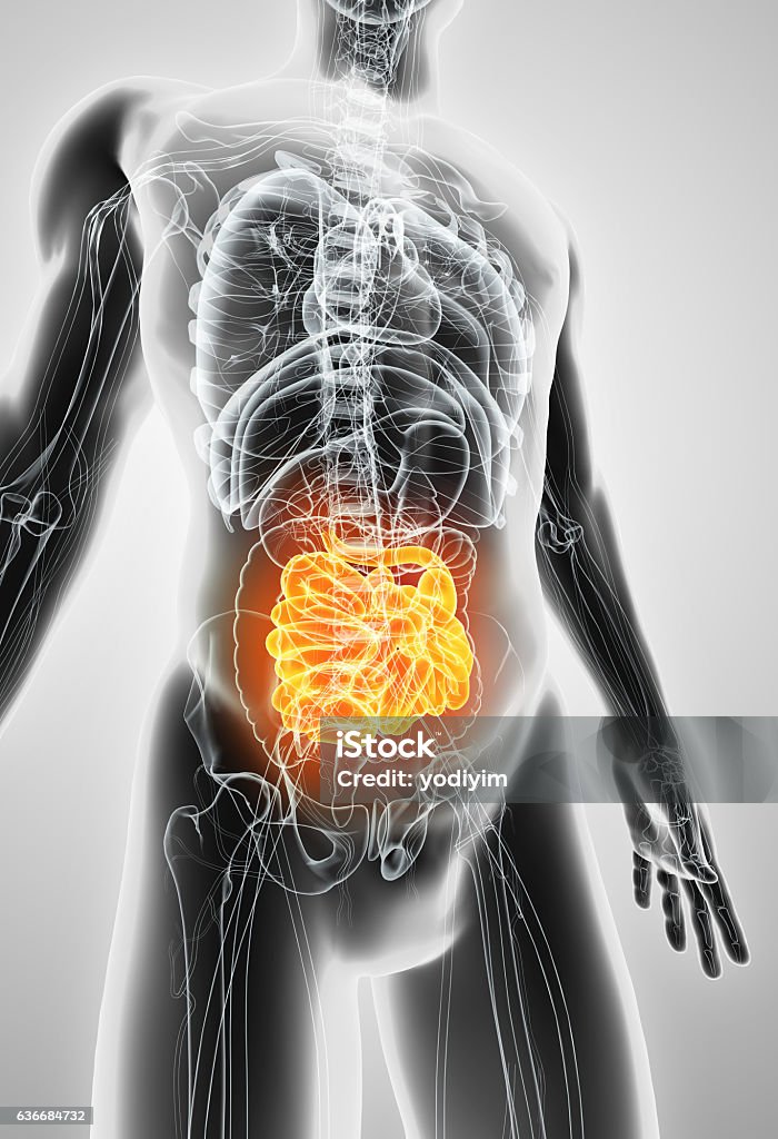 3D illustration of Small Intestine. 3D illustration of Small Intestine, Part of Digestive System. Abdomen Stock Photo