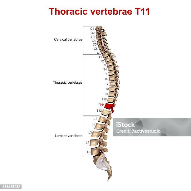 Thoracic Vertebrae T11 Stock Photo - Download Image Now - Anatomy, Back,  Biomedical Illustration - iStock
