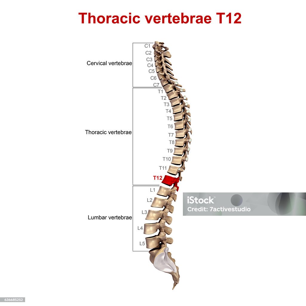 Thoracic Vertebrae T12 Stock Photo - Download Image Now - Anatomy