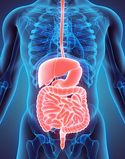 3D illustration of Male Digestive System.