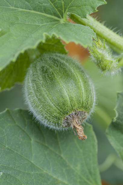 istock ovary of melon plant 636686304