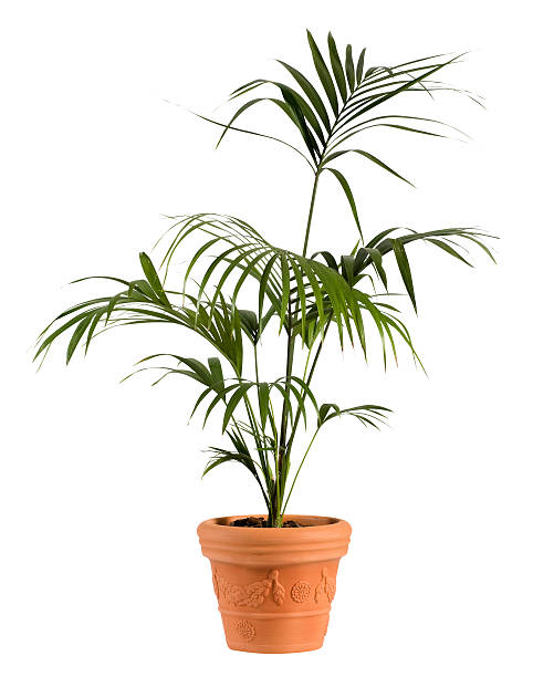 istock Kenzia Palm Plant on Ordinary Brown Pot 636687754