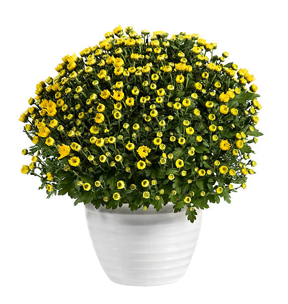 istock Pot of yellow flowering chrysanthemums 636687778