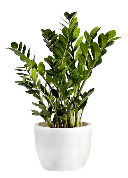 istock Zamioculcas houseplant 636687866