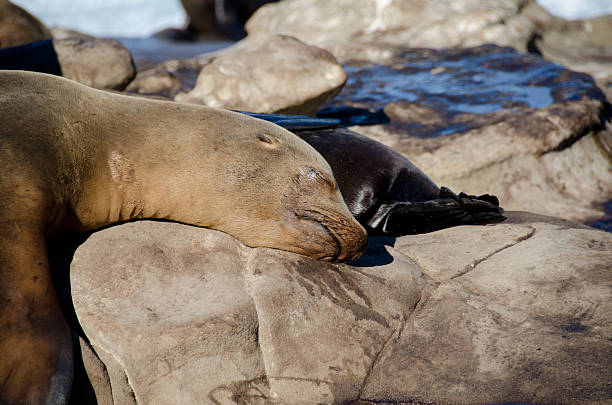 istock Daydreaming California sea lion - 2 636690176