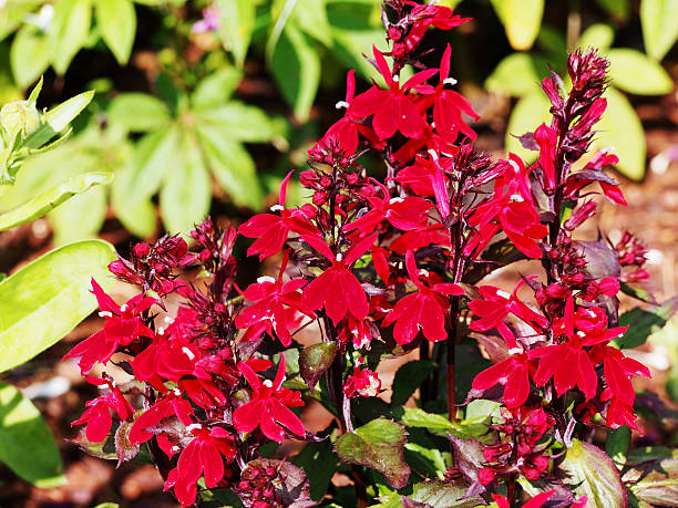 Lobelia cardinalis 'Queen Victoria' (syn. Lobelia fulgens) Lobelia cardinalis 'Queen Victoria' (syn. Lobelia fulgens) - cardinal flower lobelias stock pictures, royalty-free photos & images