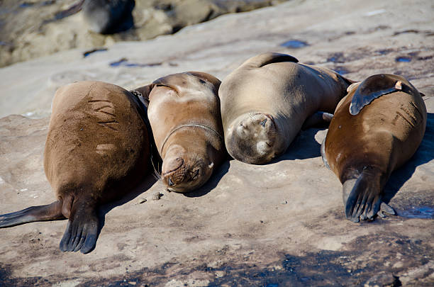 istock Daydreaming California sea lions 636690250