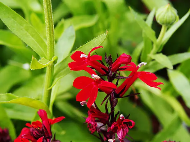 Lobelia cardinalis 'Queen Victoria' (syn. Lobelia fulgens) -  cardinal flower
