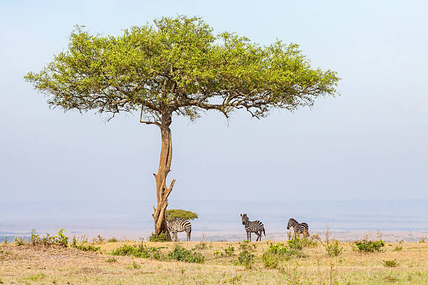 istock Zebras standing in the shade under a tree 636690390