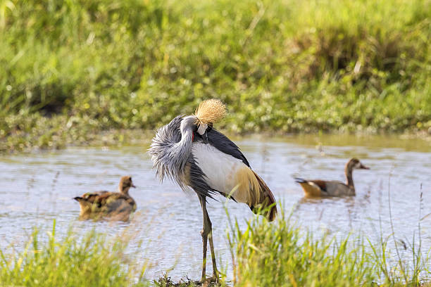 istock Grey Crowned Crane preening herself at the waters edge 636690406