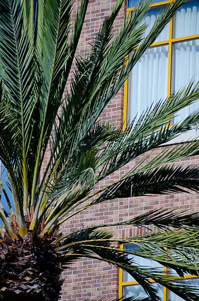 Brick walls and palm tree branches in Gaslamp Quarter, San Diego