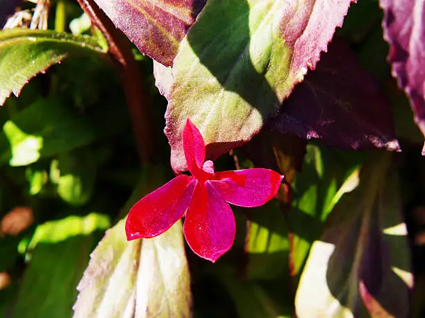 Lobelia cardinalis 'Queen Victoria' (syn. Lobelia fulgens) -  cardinal flower