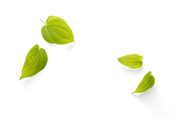 istock Stemona japonica 636691060