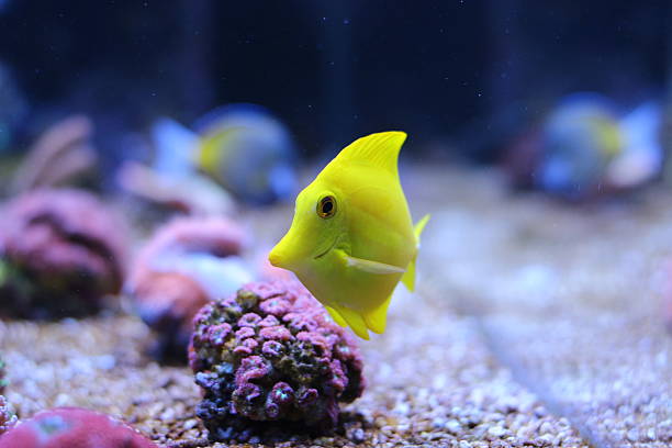 istock Yellow tang in coral reef aquarium 636691256